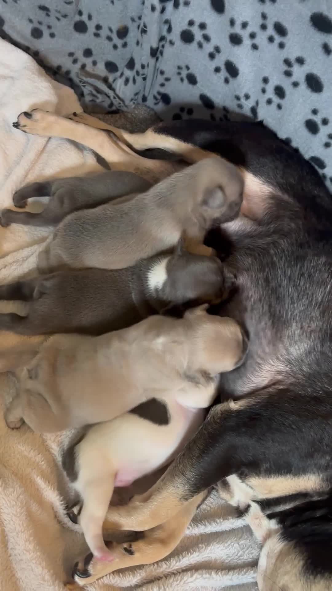 French Bulldog dogs for sale: Adorable French bulldog puppies for sale - Video 1