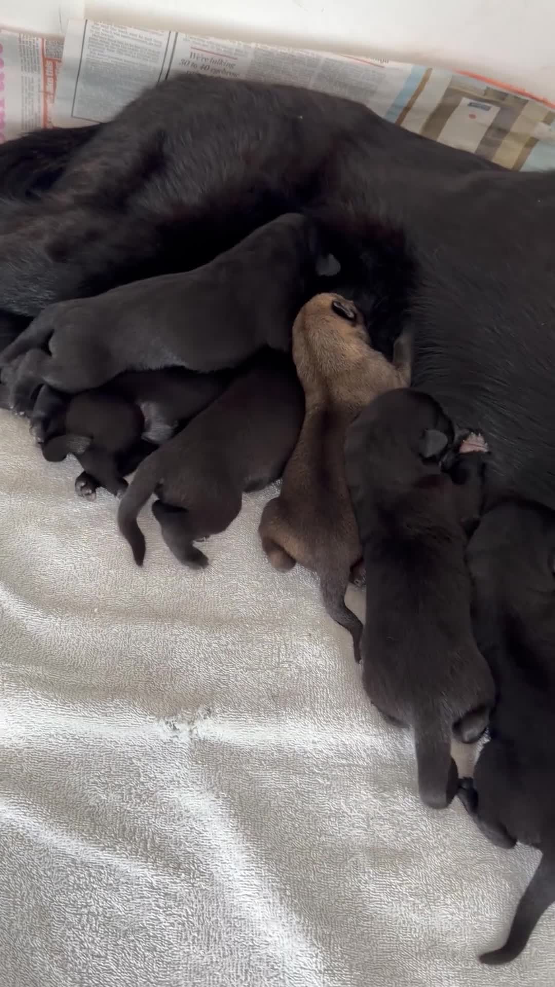German Shepherd dogs for sale: Healthy German Shepherd Puppies - Video 2