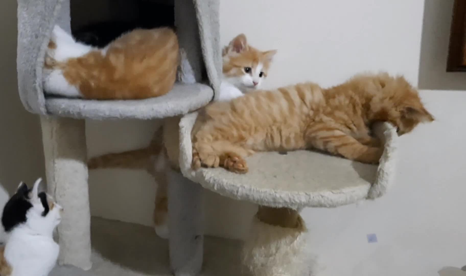 Domestic Shorthair cats for sale: Happy kittens ready to share love and joy  - Video 3