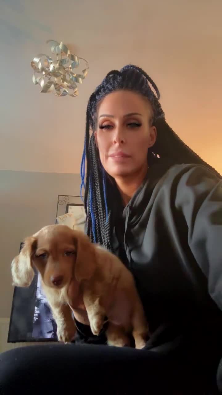 Dachshund dogs for sale: Beautiful dashhounds - Video 3