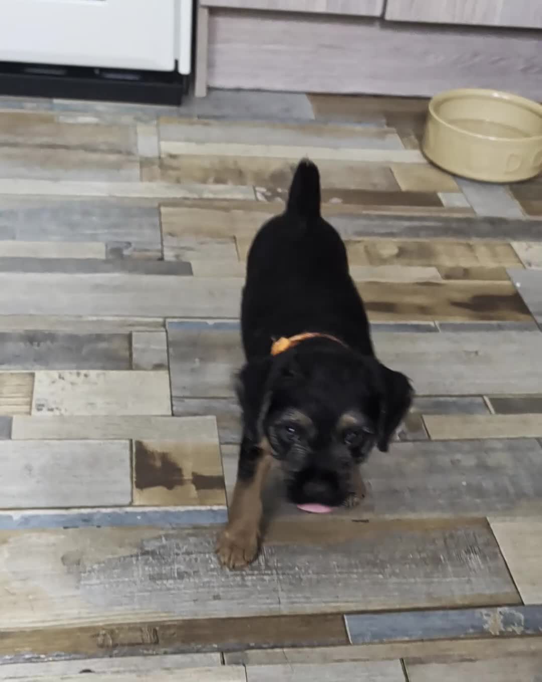 Mixed Breed dogs for sale: Border Lakeland terrier cross  - Video 1