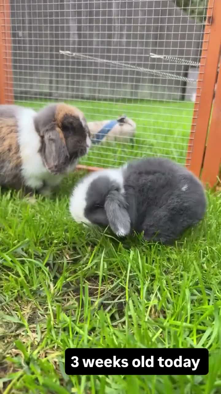 Mini Lop rabbits for sale: Blue split mini lop doe - Video 1