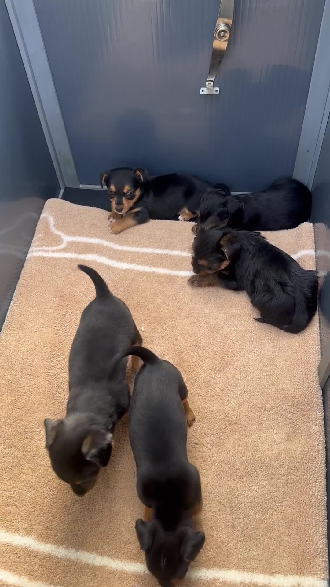 Mixed Breed dogs for sale: Litter of 5 puppies looking for loveing homes in Frodsham - Video 2