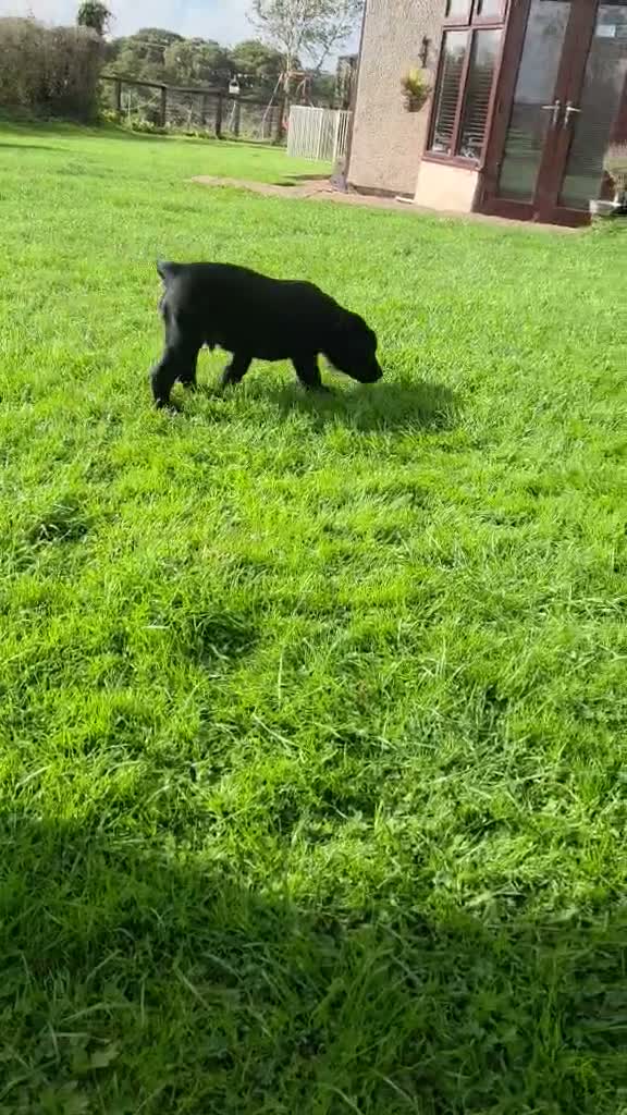 Labrador Retriever dogs for sale: Labrador puppies from a 5 Star License Breeder  - Video 1