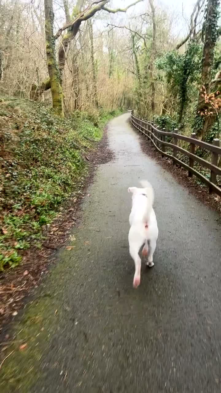 Mixed Breed dogs for stud: American bulldog x cane corso stud  in Caernarfon - Video 1