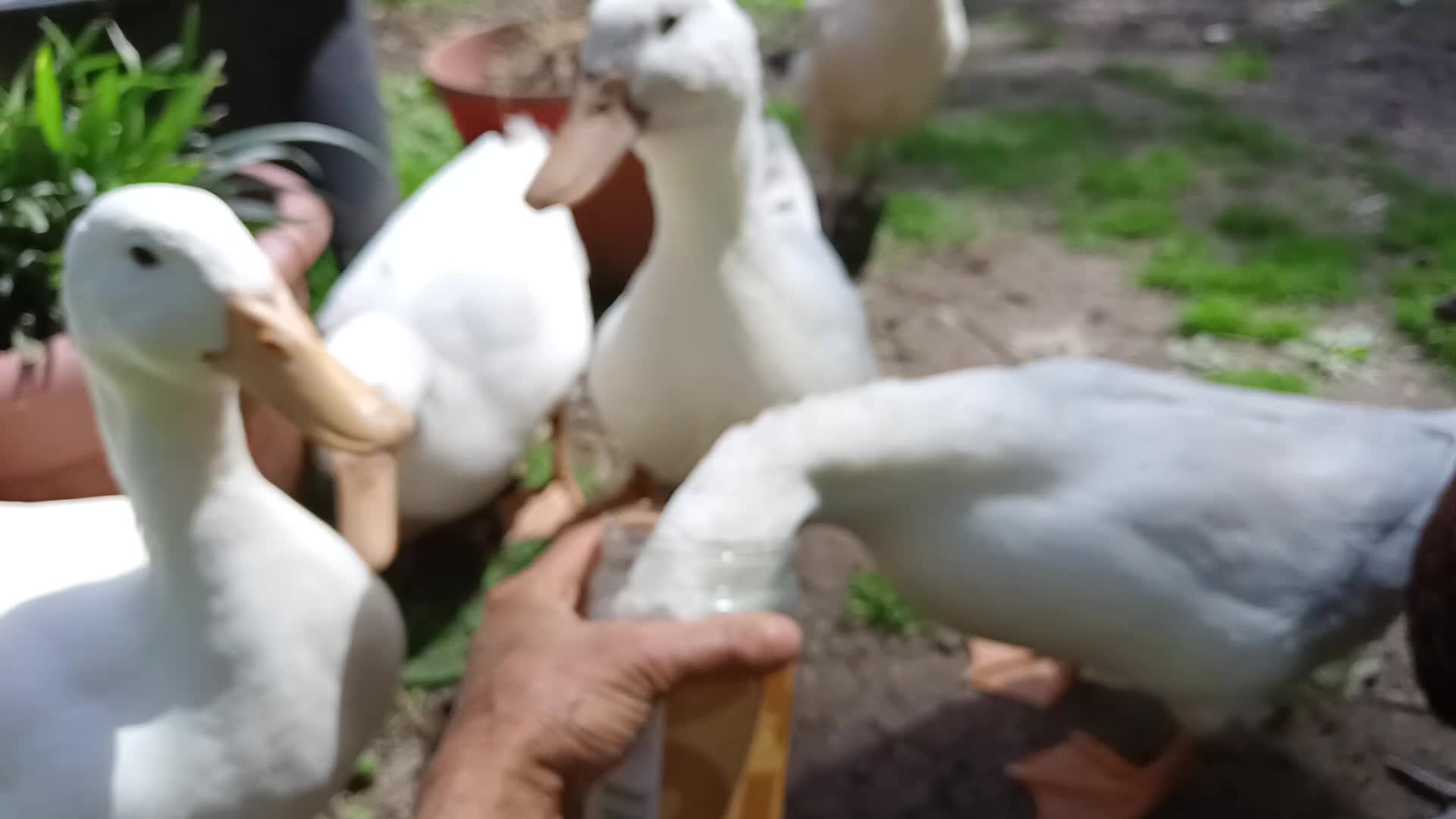 Ducks poultry for sale: Ready for new home - Video 2