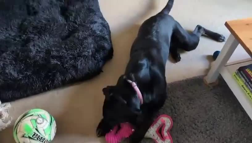 Mixed Breed dogs for adoption: ❤️🐶 DORIS – A BIG SOFT HEART IN A YOUNG BODY - Video 2