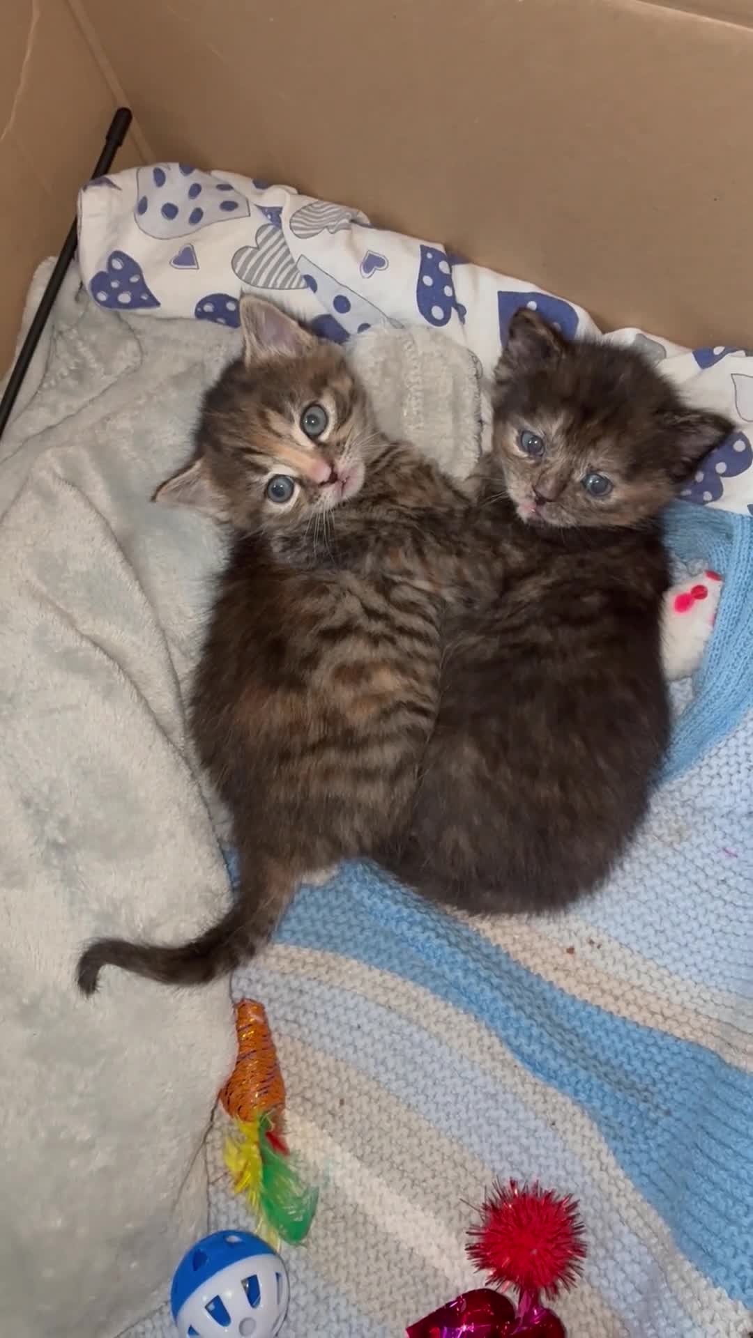 Maine Coon cats for sale: Maine coon x girl kitten - Video 1