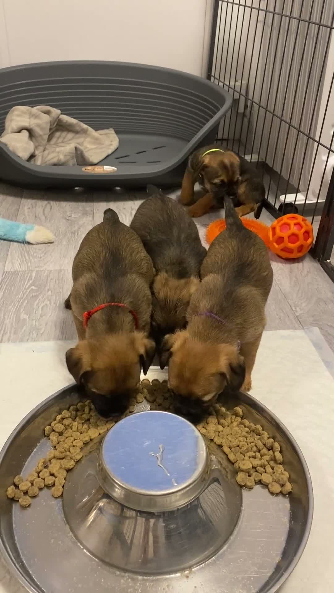 Border Terrier dogs for sale: ⭐️BORDER TERRIERS, KC REGISTERED  - Video 2