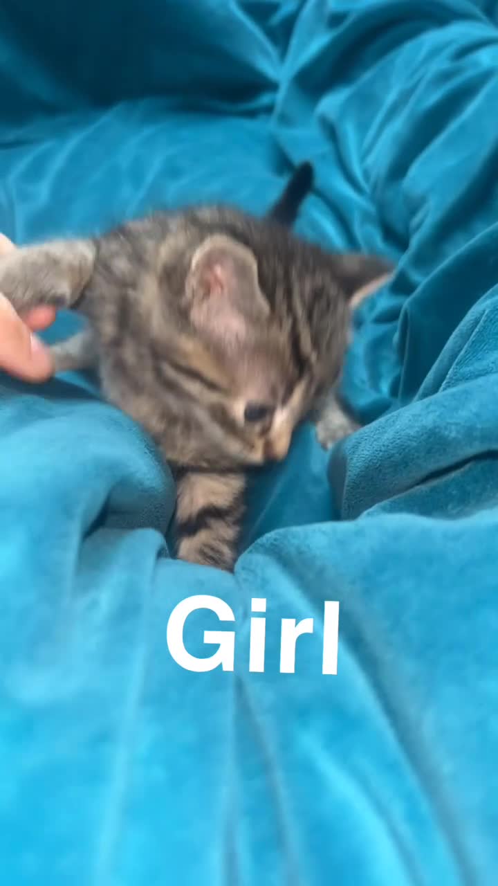 Mixed Breed cats for sale: 5 gorgeous kittens for reservation  - Video 1