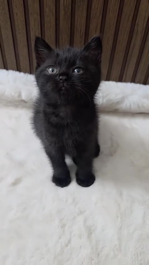 British Shorthair cats for sale: 5 Pure British Shorthair Kittens  in Watford - Video 2
