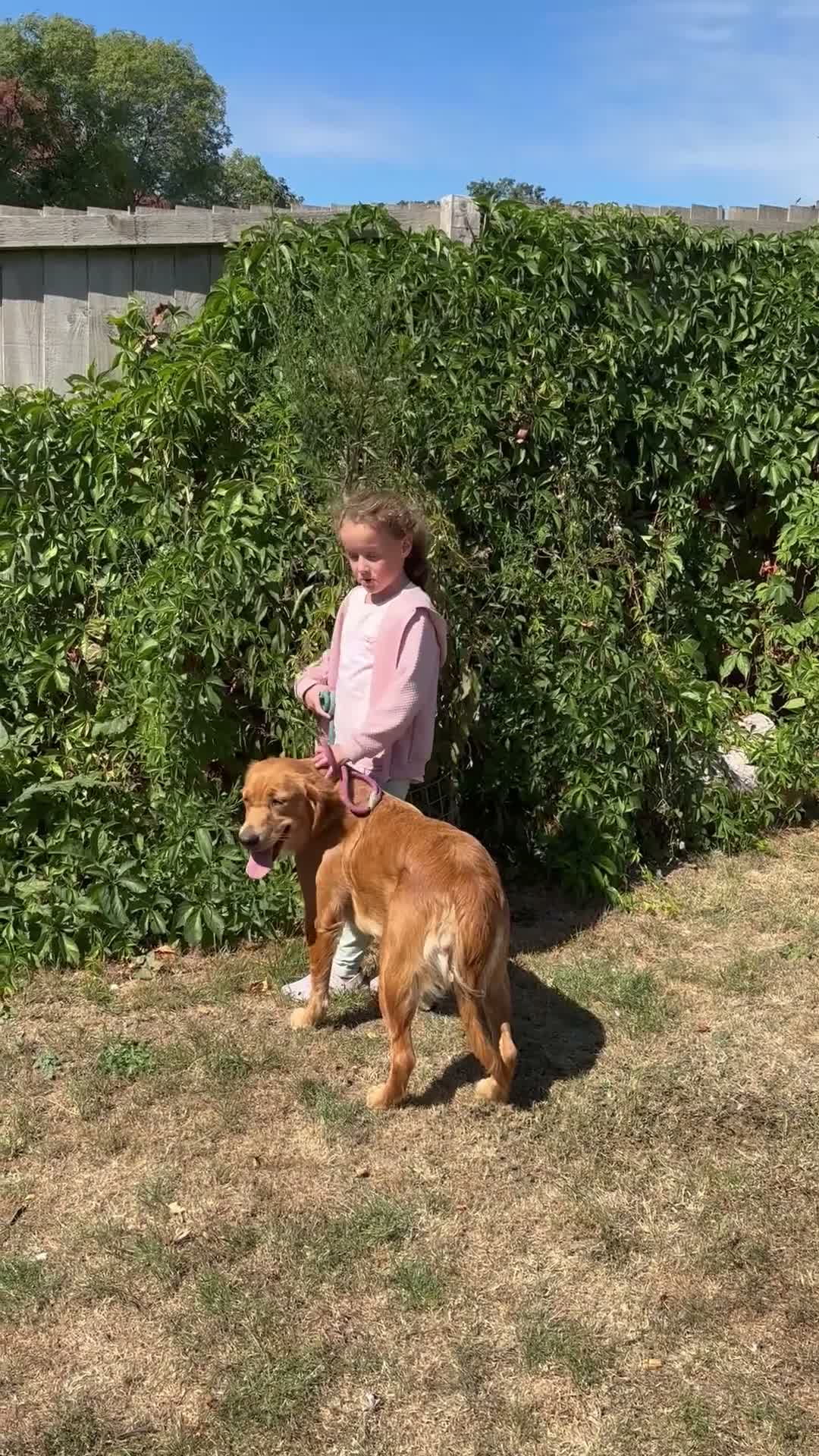 Golden Retriever dogs for sale: Ready December KC Reg - Video 1