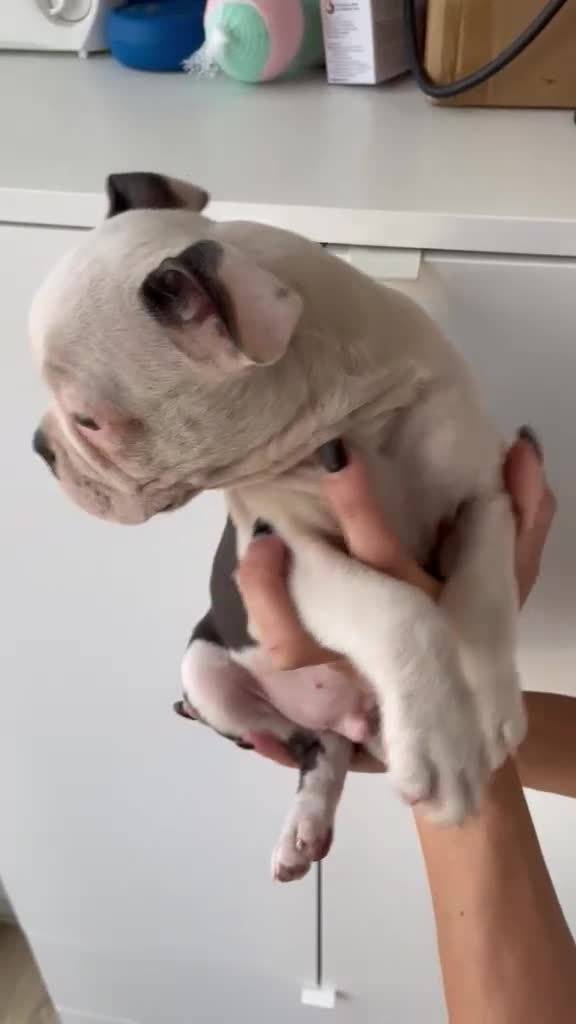 Boston Terrier dogs for sale: Last Boston pup left!!! Reduced  - Video 1