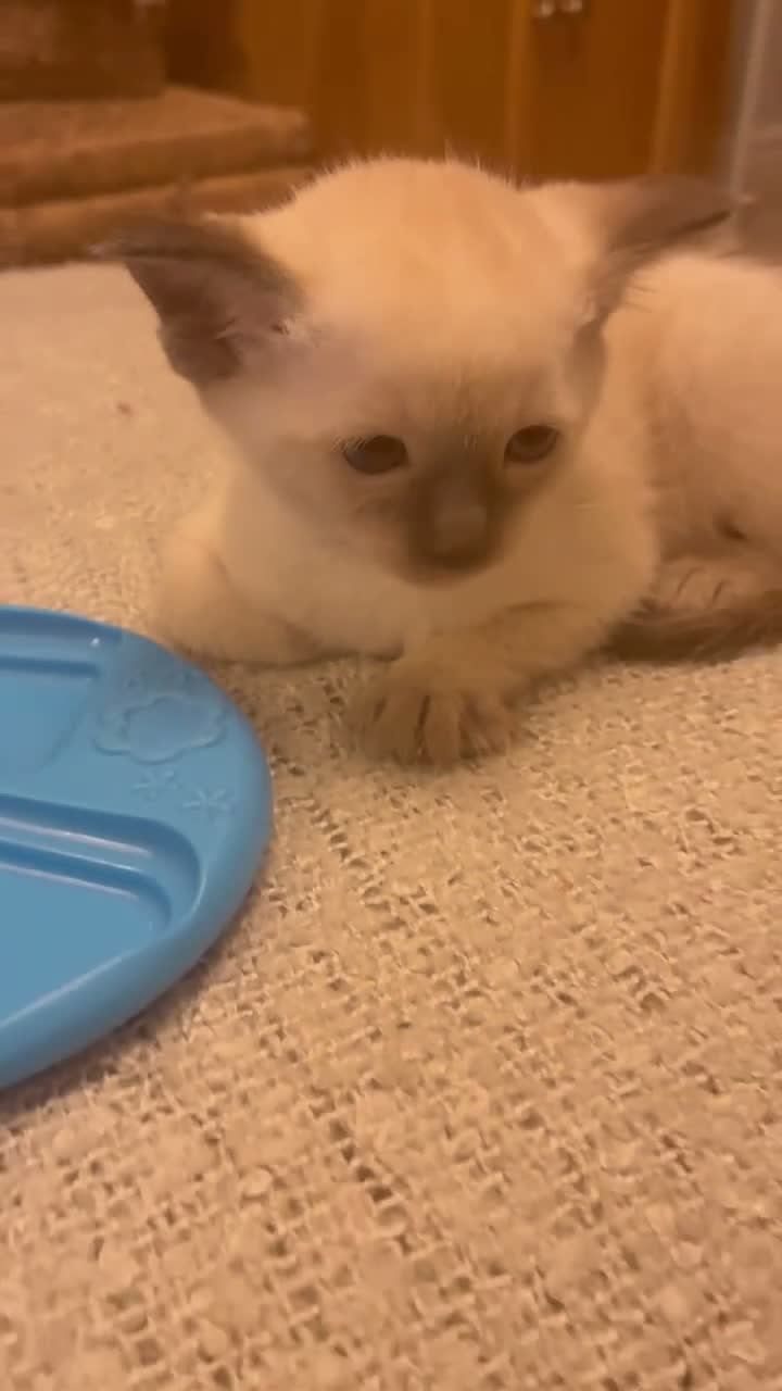 Siamese cats for sale: Beautiful Siamese kitten - Video 2