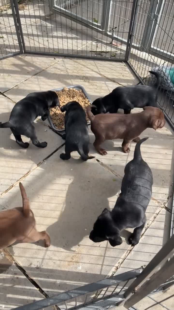 Labrador Retriever dogs for sale: Black male Labrador  - Video 1