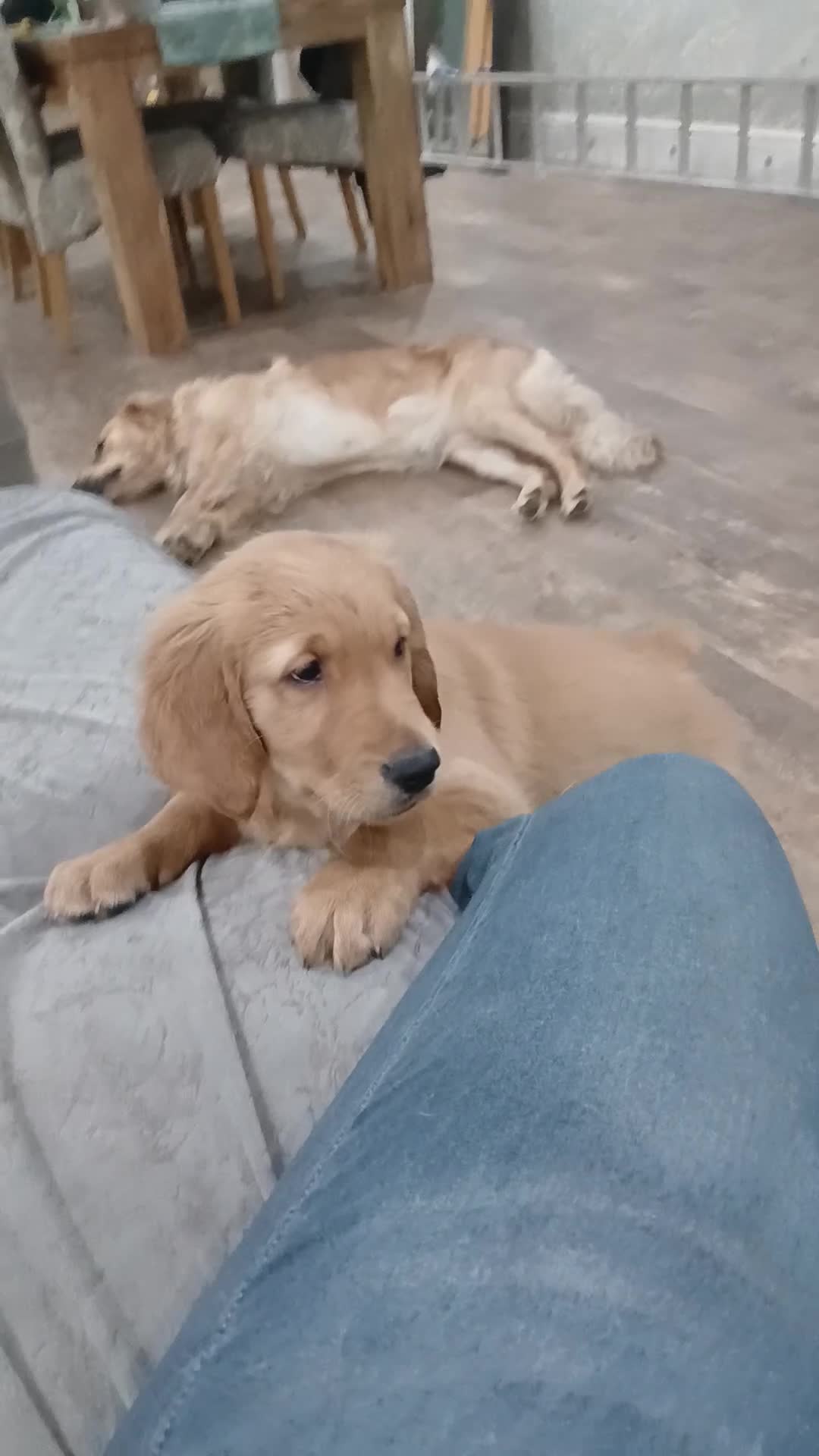 Golden Retriever dogs for sale: Ready  to leave GOLDEN RETRIEVERS.  - Video 1