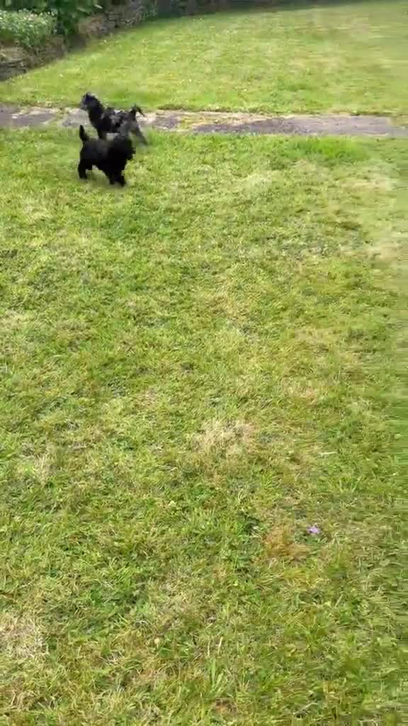 Cavapoo dogs for sale: F1B Cavapoo puppies 🐶 in Neath - Video 1