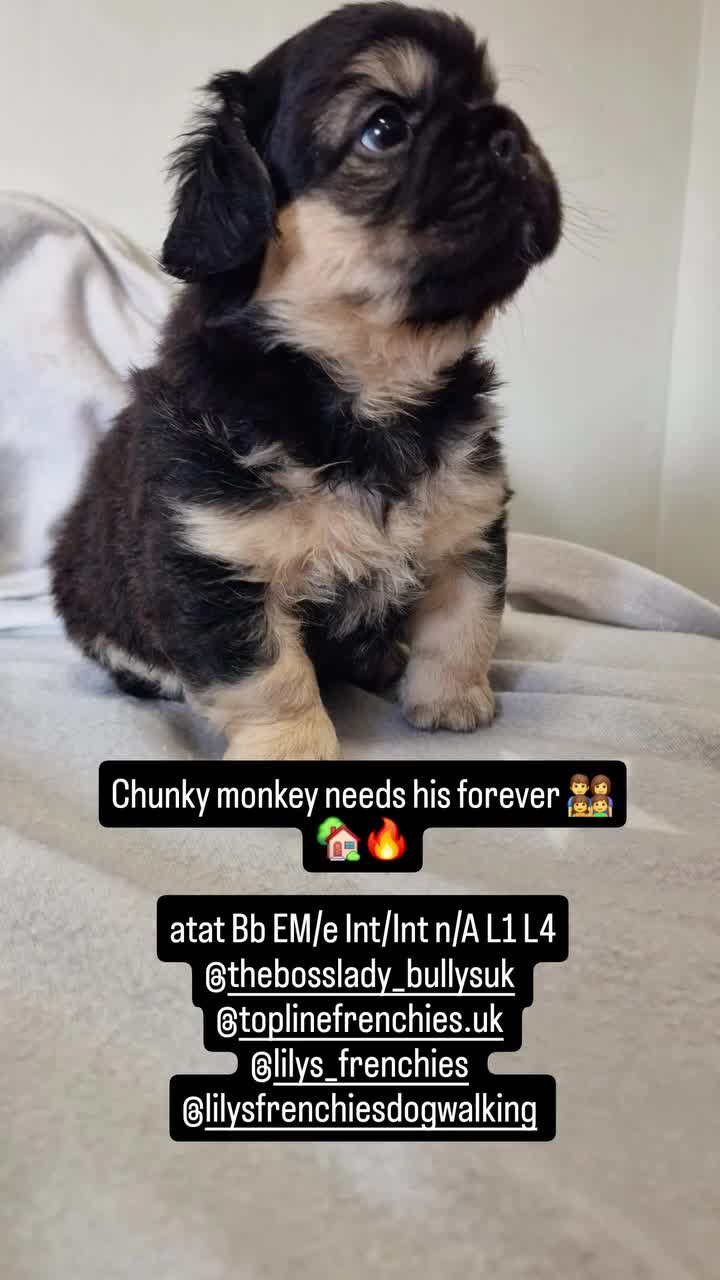 French Bulldog dogs for sale: FRENCH BULLDOGS  - Video 1