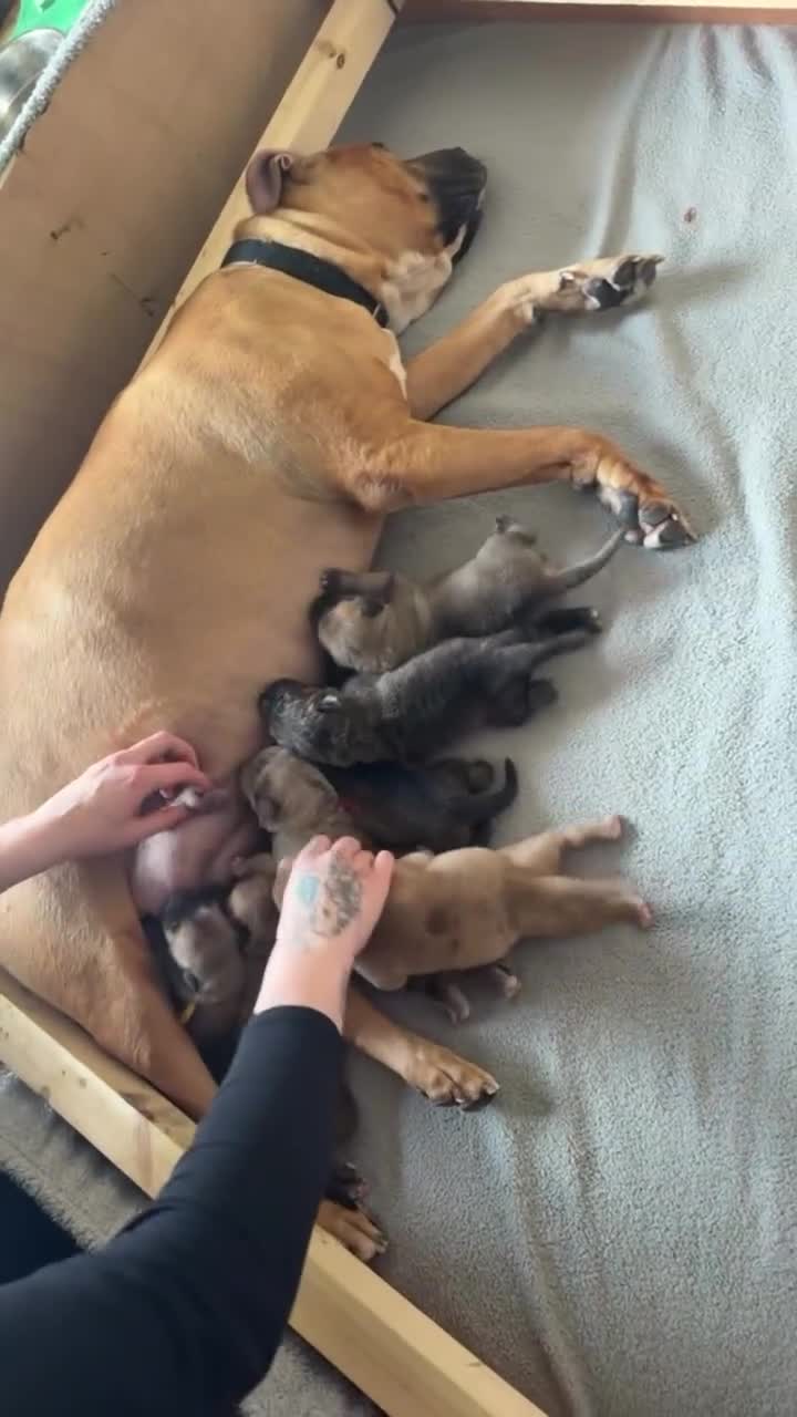 Cane Corso dogs for sale: Merle chunky Cane Corso X Bandogge puppies  - Video 1
