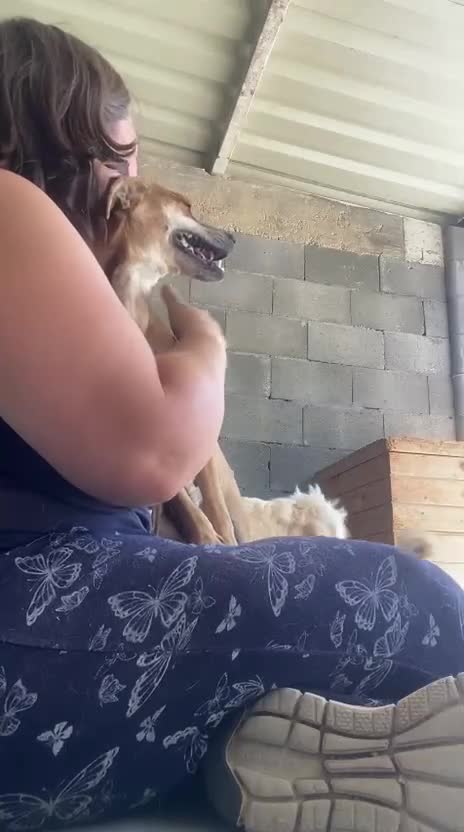 Mixed Breed dogs for adoption: Tansy, 2-4 yrs old. Available for adoption. - Video 2