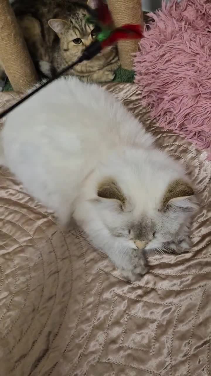 British Shorthair cats for sale: Exceptional BSH& BLH blue golden shaded Ny11 💖 - Video 3