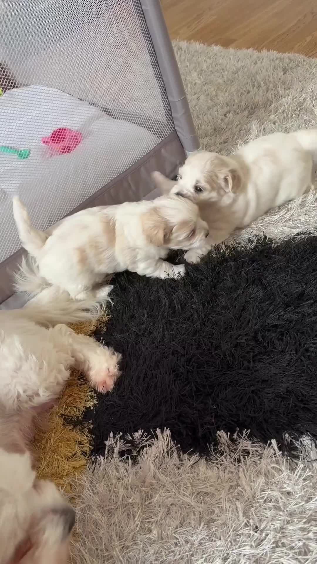 Maltese dogs for sale: Bichon Maltese - Video 1