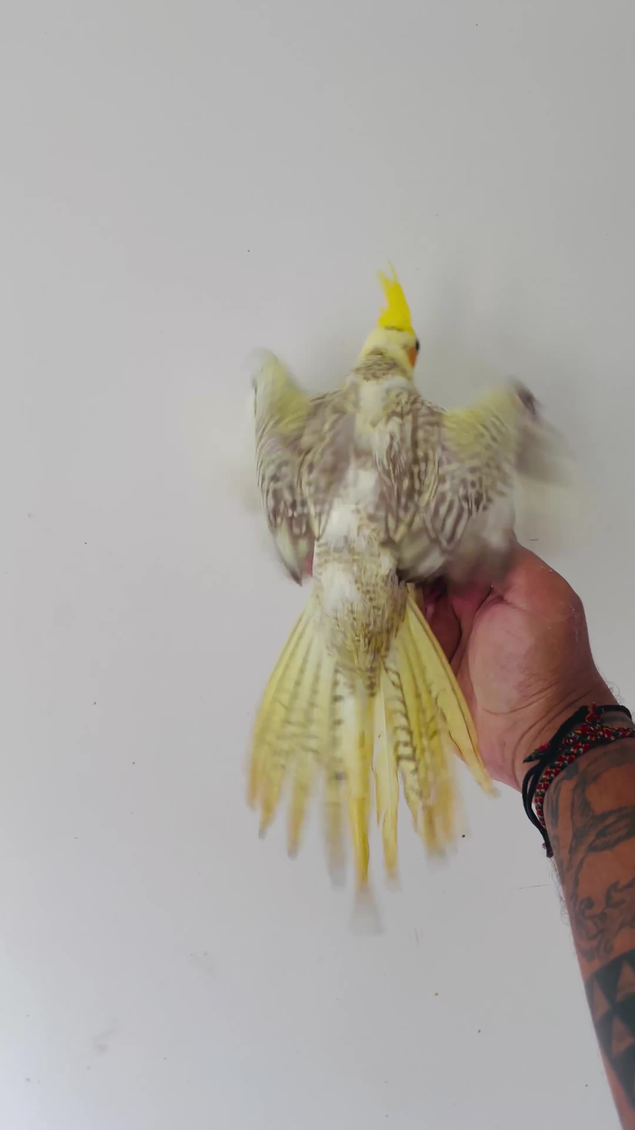 Cockatiels birds for sale: Hand reared cockatiels for sale  - Video 1
