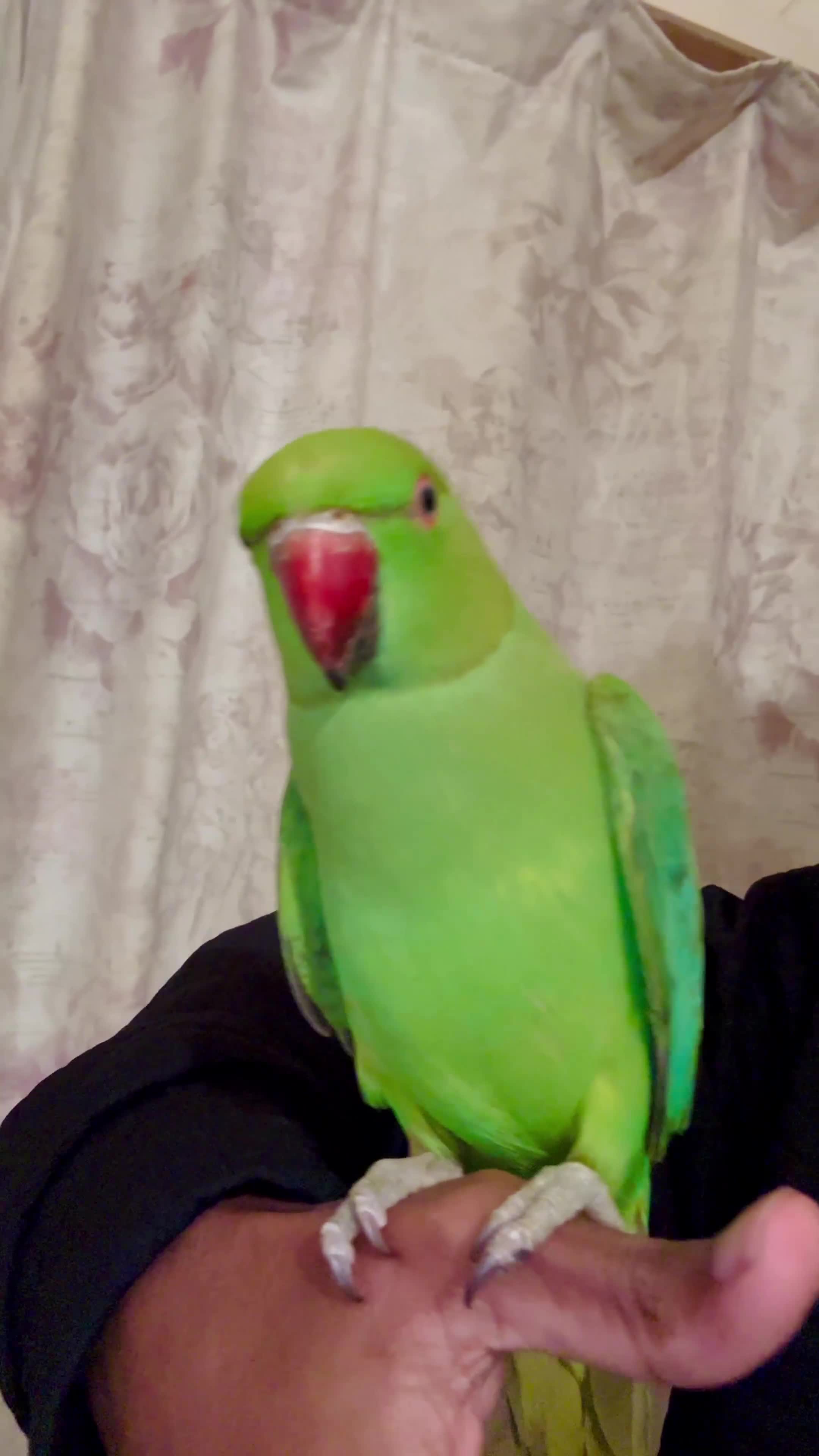 Ringnecks birds for sale: Hand Tamed/Untame Gorgeous Ringneck for Sale - Video 1