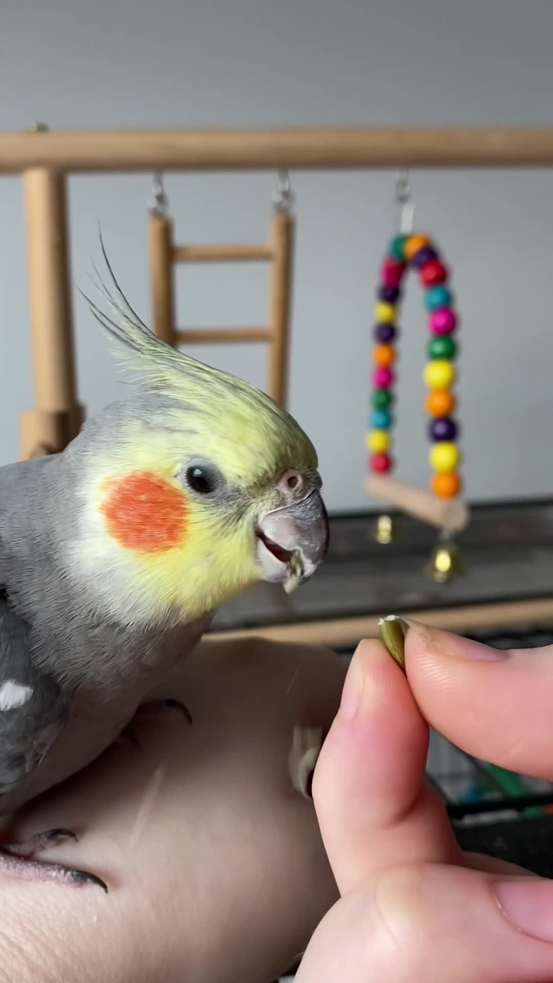 Cockatiels birds for sale: hand tamed cockatiel  - Video 2