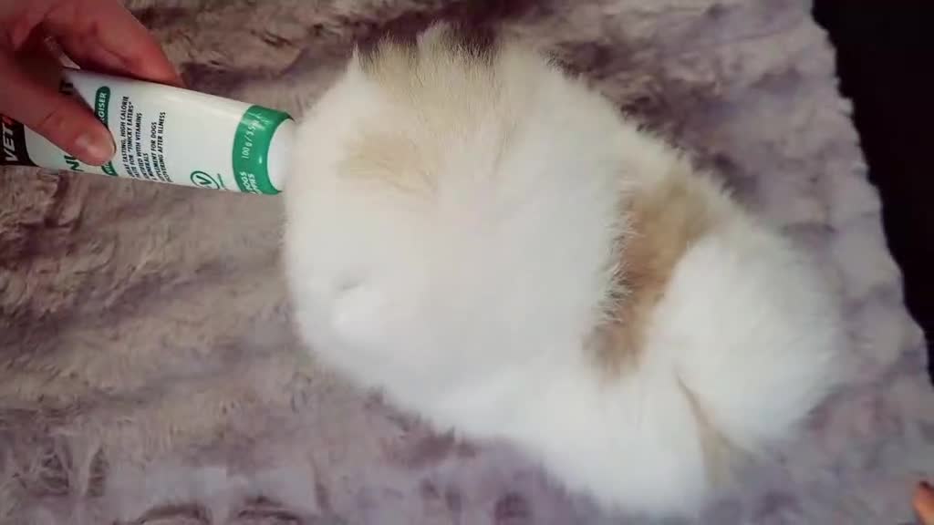 Pomeranian dogs for sale: KC Pedigree Pomeranian Puppies - Video 1