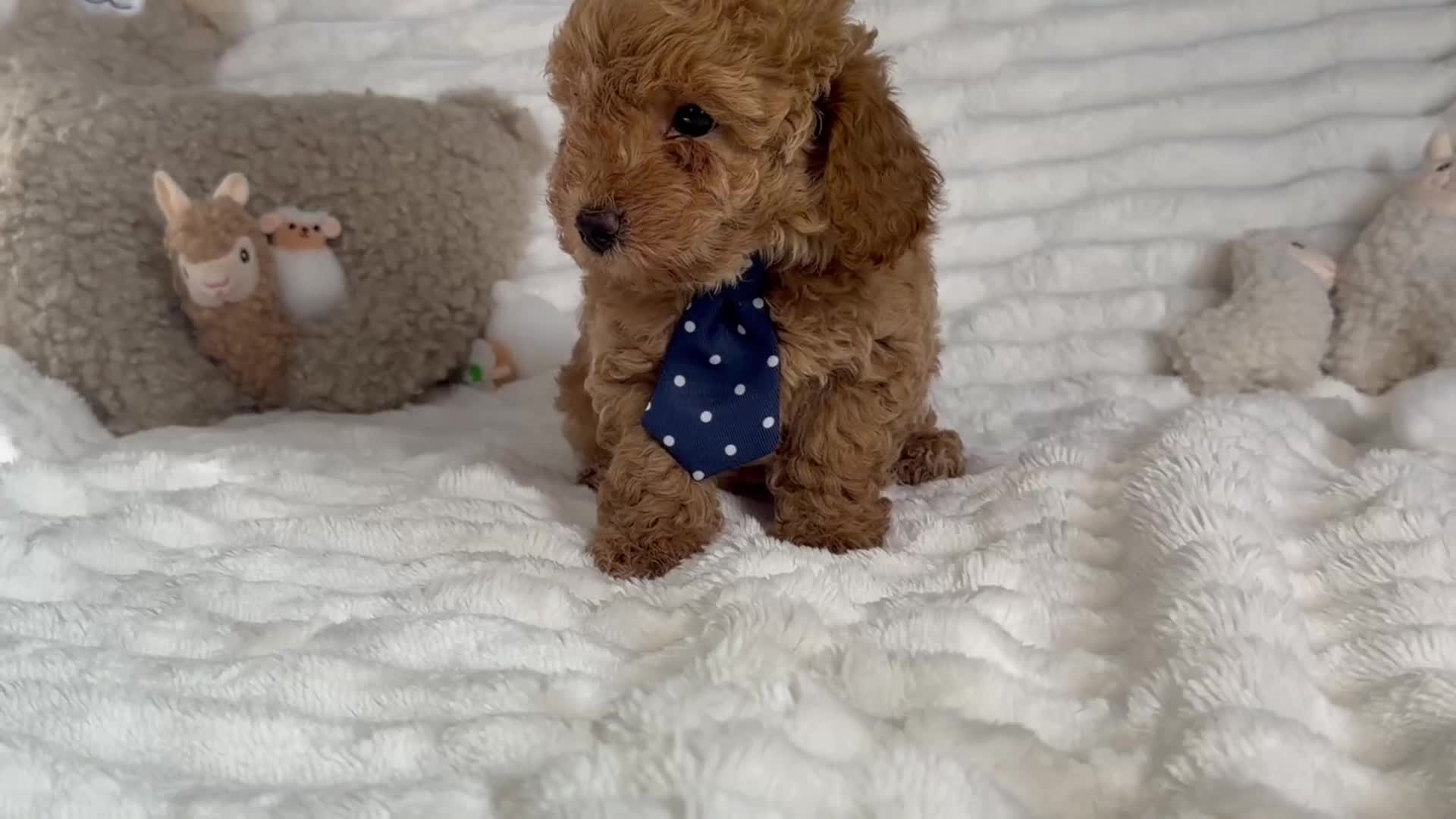 Toy Poodle dogs for sale: Toy poodle  puppies  - Video 2