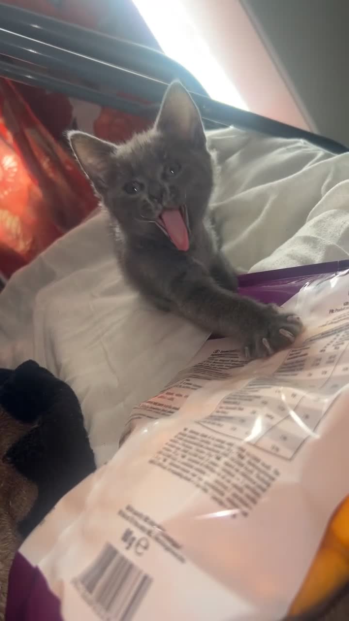 Mixed Breed cats for sale: russian blue x british shorthair kitten in Middlesbrough - Video 1