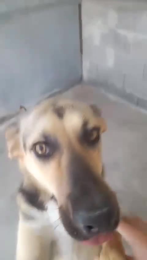 Mixed Breed dogs for adoption: Ella, 2 yrs approx. Available for adoption  - Video 1