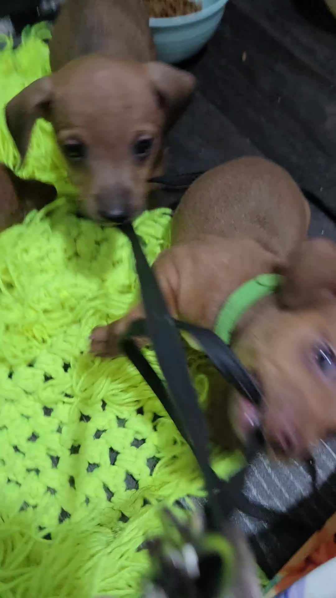 Dachshund dogs for sale: Dachshund  - Video 3