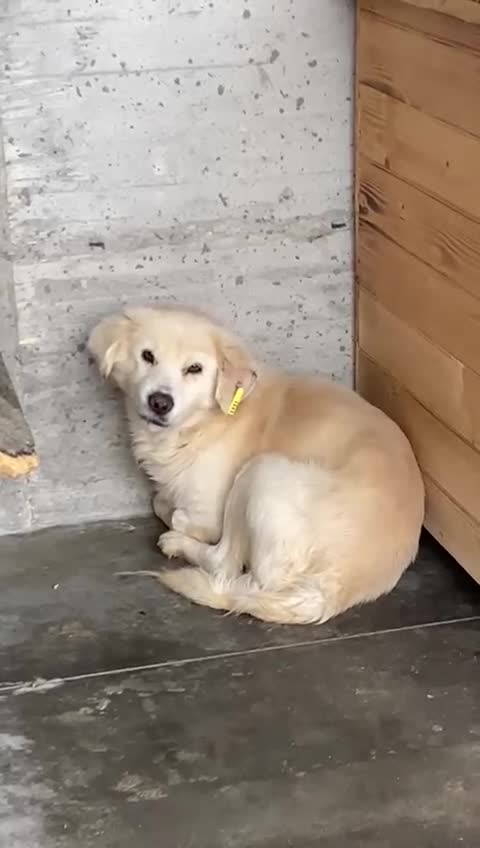 Mixed Breed dogs for adoption: Seth, 10 yrs old . Available for adoption. - Video 2