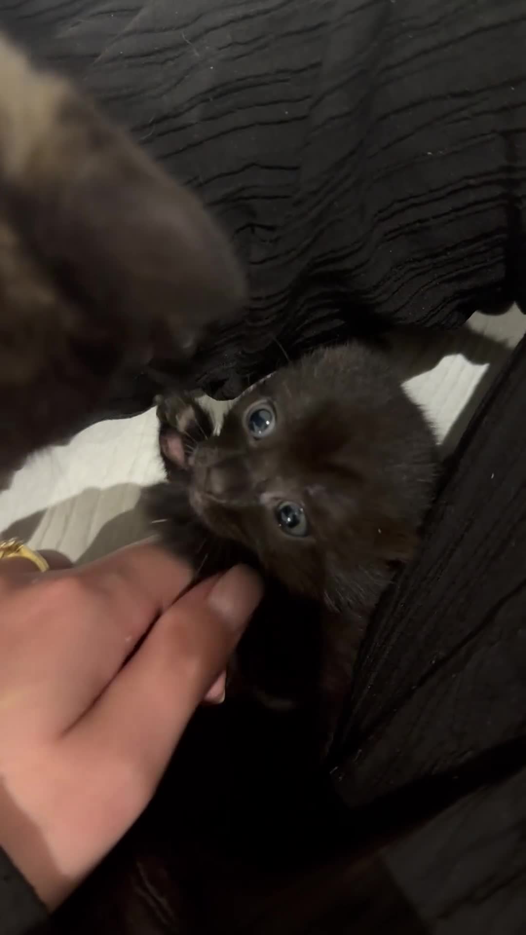 Mixed Breed cats for sale: Beautiful Mixed Kittens (Ginger/Tortie/Black) - Video 2
