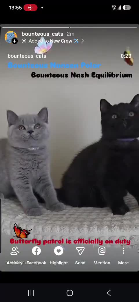 British Shorthair cats for sale: ✨Carefully Bred. Deeply Loved - Video 1