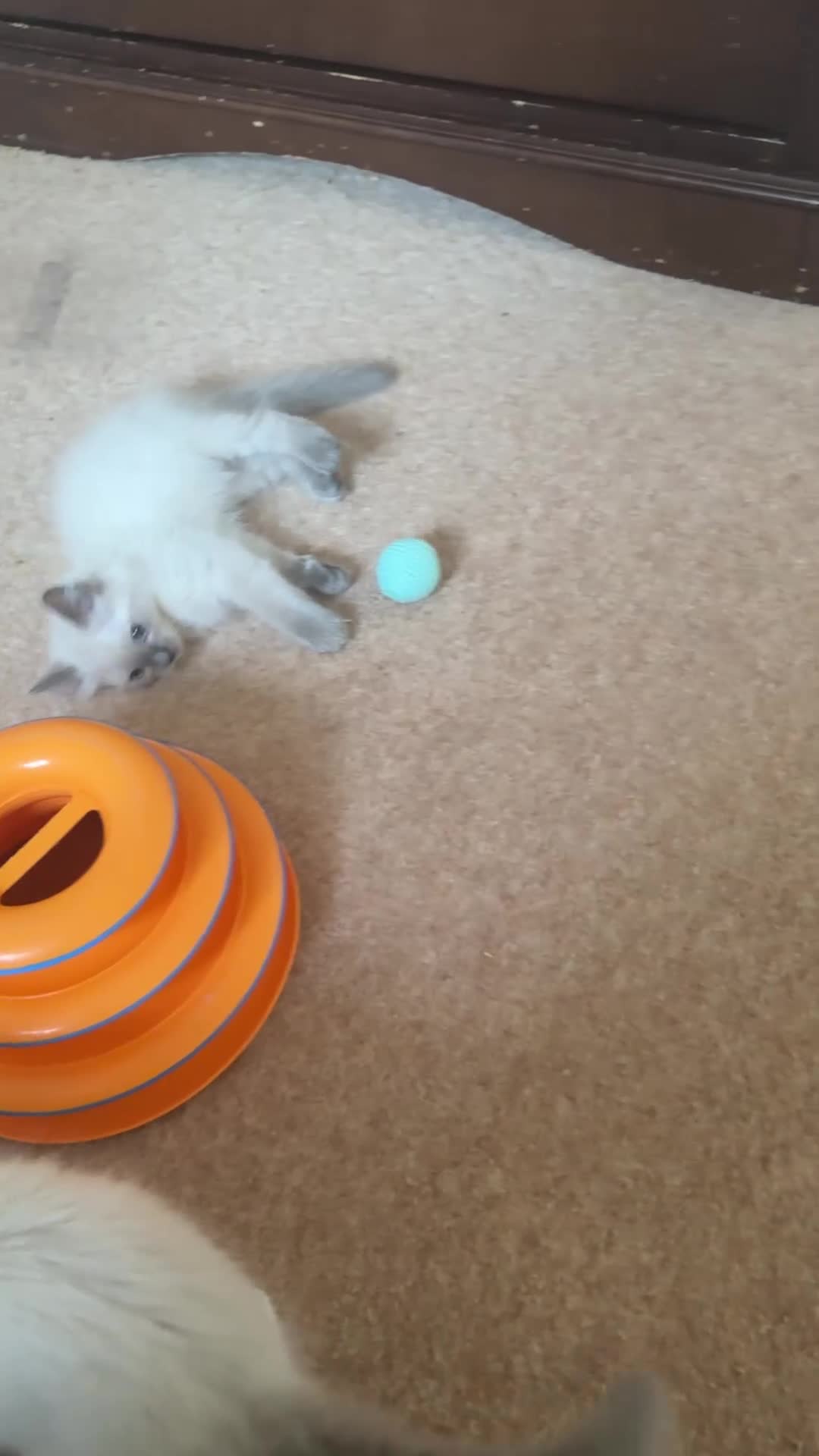 Ragdoll cats for sale: Adorable ragdoll kittens ready to go home  - Video 2