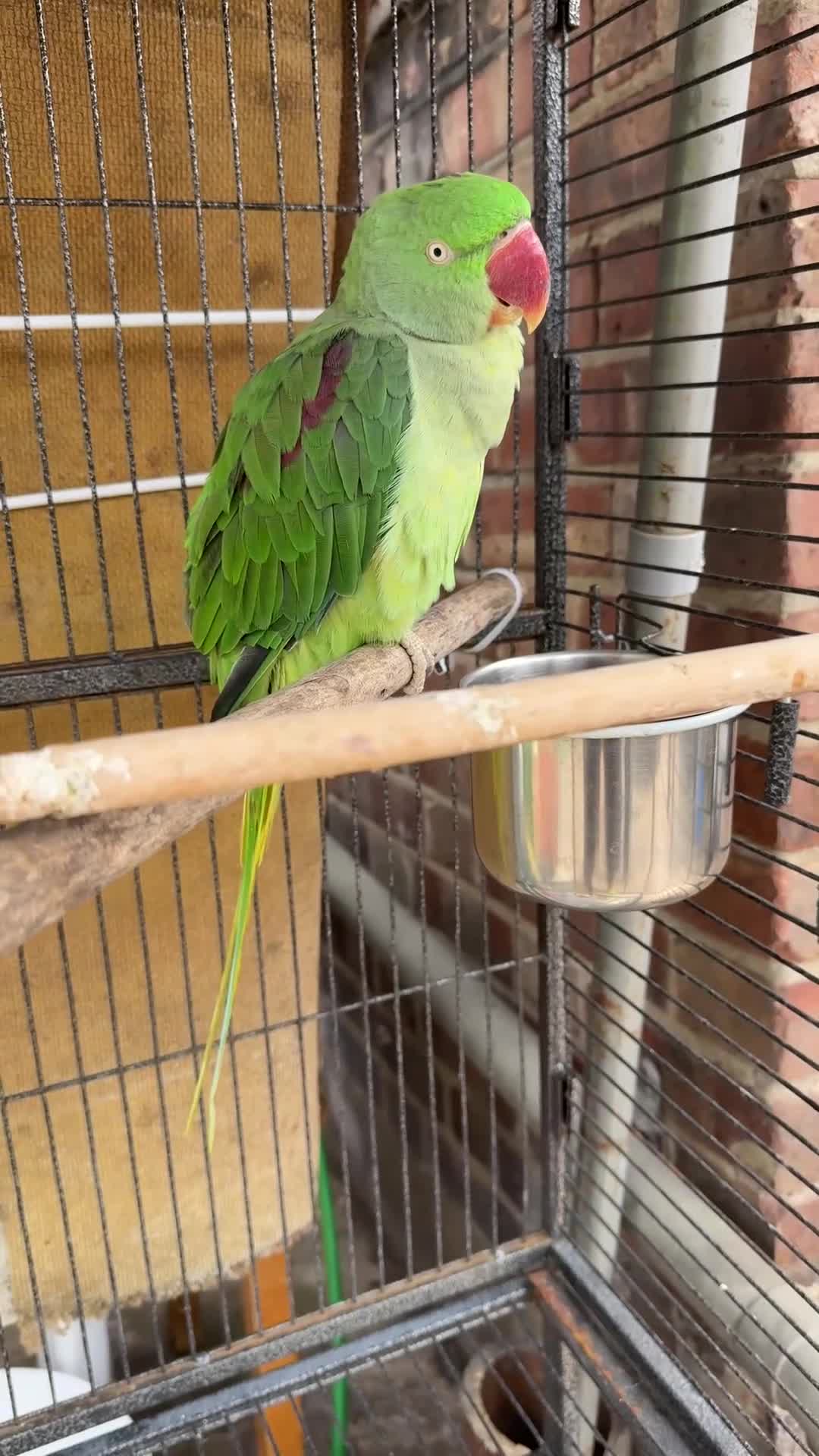 Parrots birds for sale: Female Alexandrine parrot  in Wembley - Video 2