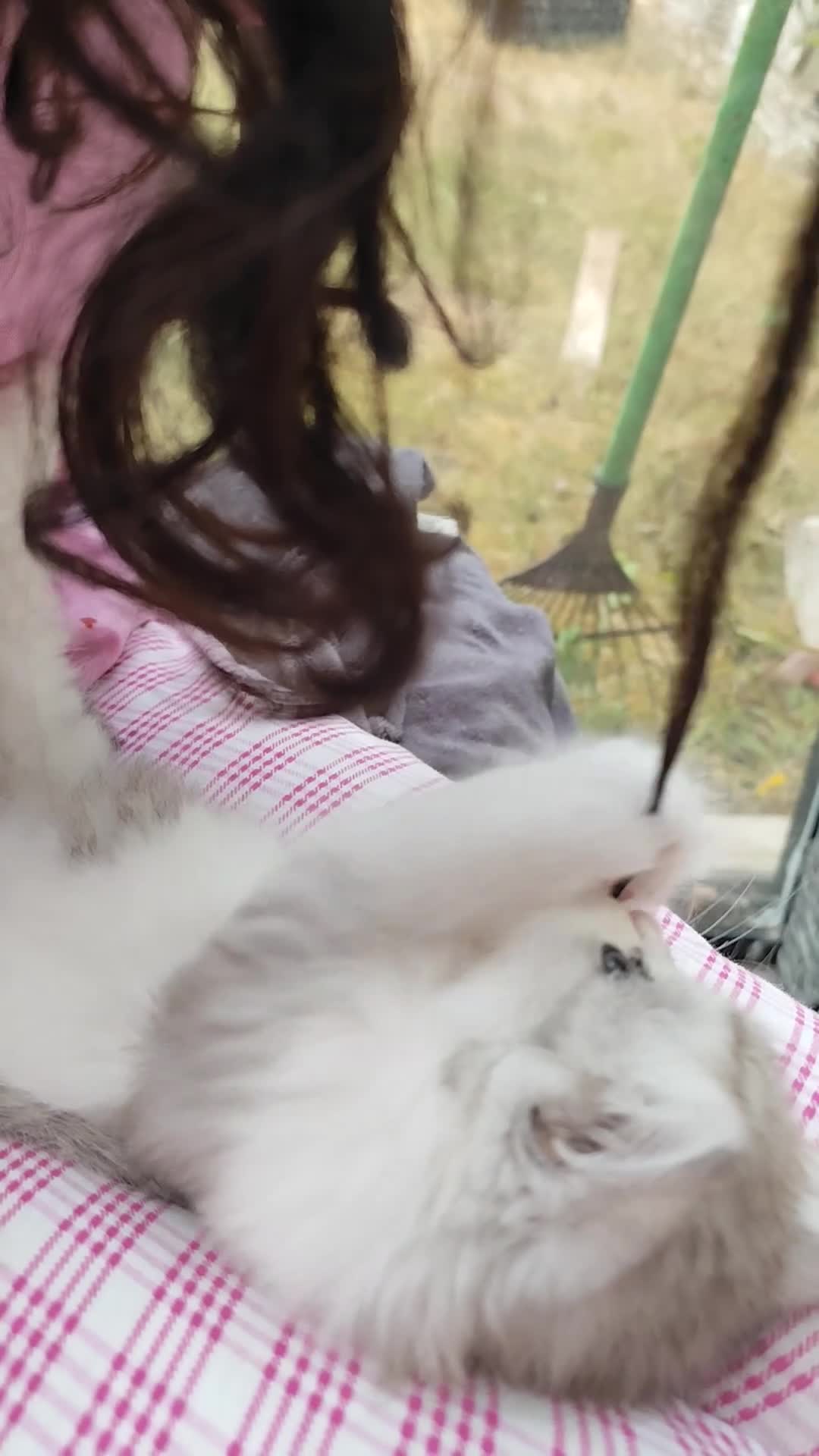 British Longhair cats for sale: Beautiful British long hair mix kittens - Video 1