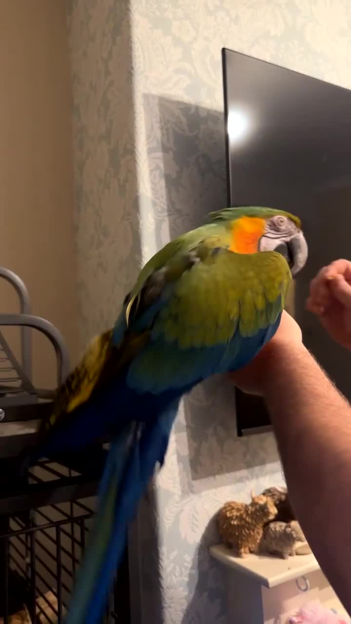 Macaws birds for sale: Female Harlequin Macaw.  - Video 3