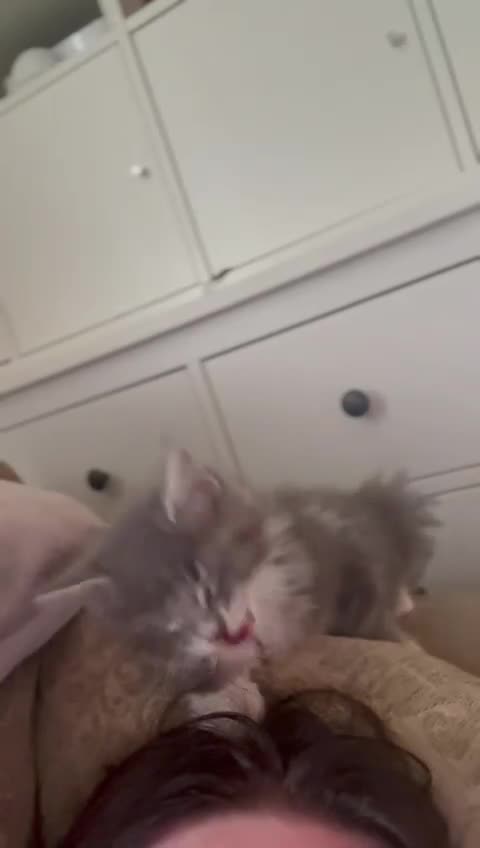 Maine Coon cats for sale: 🔔READY NOW🔔 KING-SIZE MAINE COON CUB - Video 3