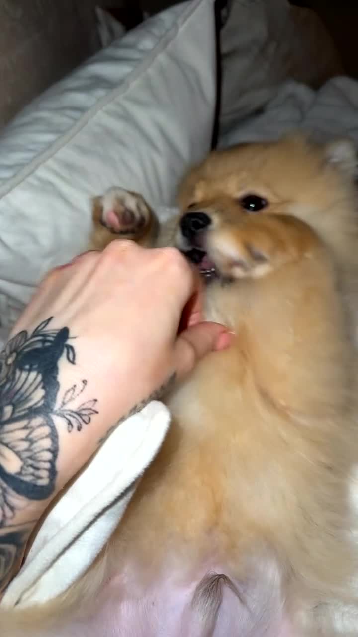 Pomeranian dogs for sale: Pomeranian Puppy 5 Months Old Loving Home Wanted  - Video 2