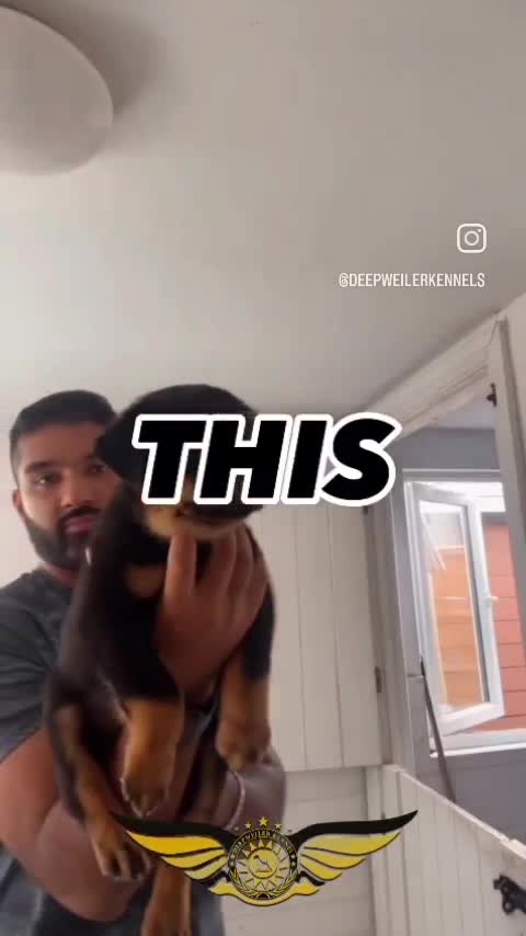 Rottweiler dogs for stud: Rottweiler import Stud (BIG DADDY BRUNO) in Liverpool - Video 4