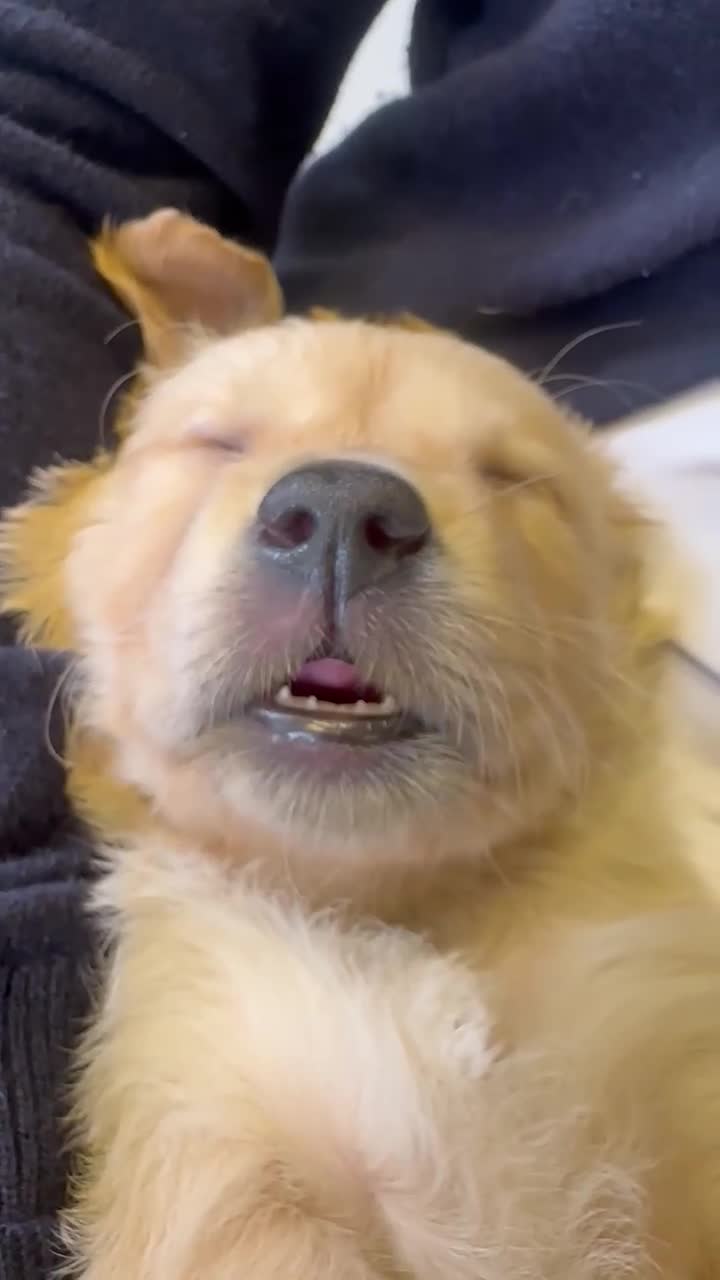 Golden Retriever dogs for sale: Beautiful Golden Retriever Puppies - Video 2