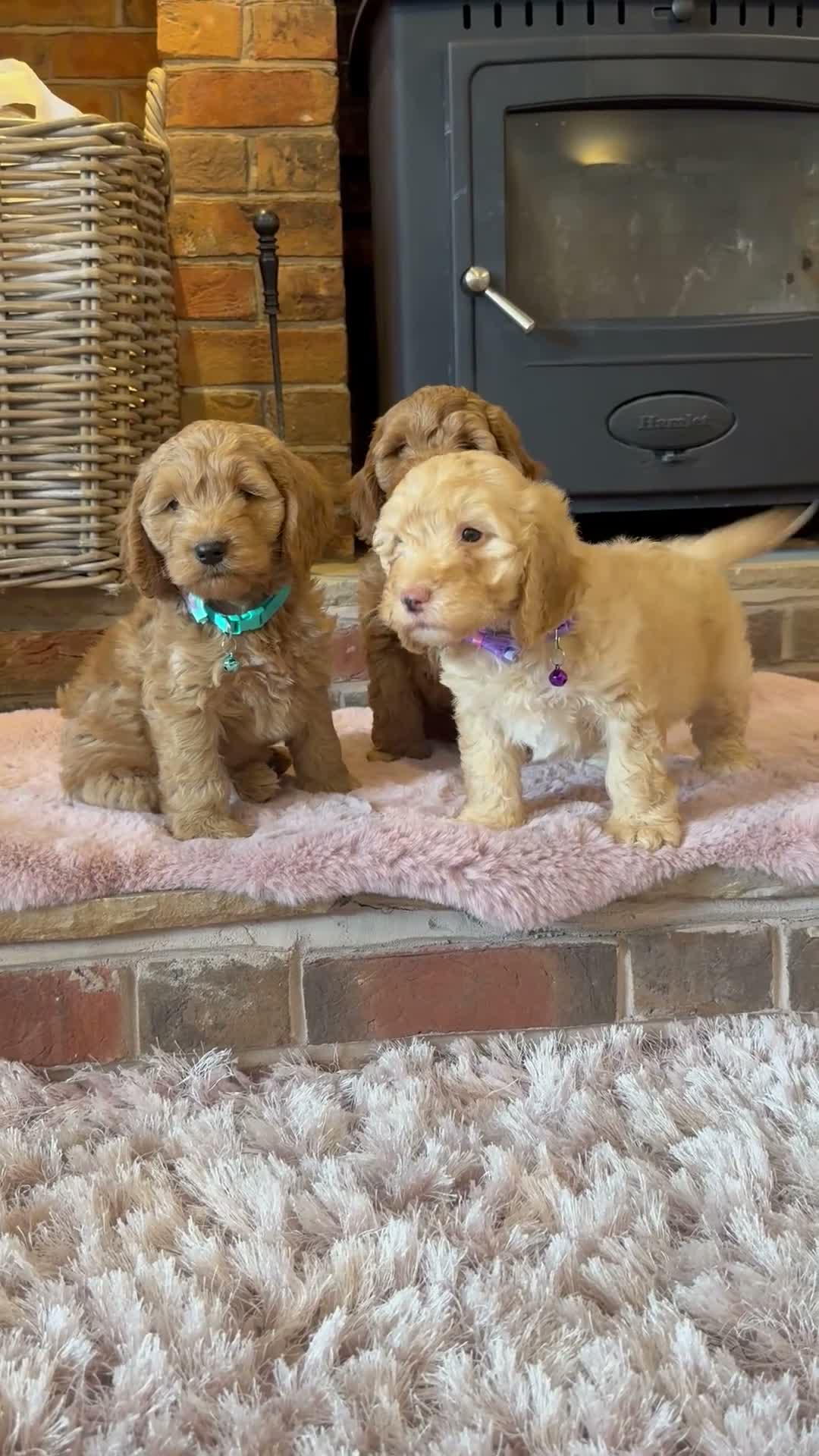 Cockapoo dogs for sale: Beautiful cockapoo puppy’s🩵🩷 - Video 2