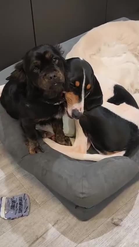 Mixed Breed dogs for adoption: ❤️ Meet Maria – with the biggest heart ❤️ in Maidstone - Video 3