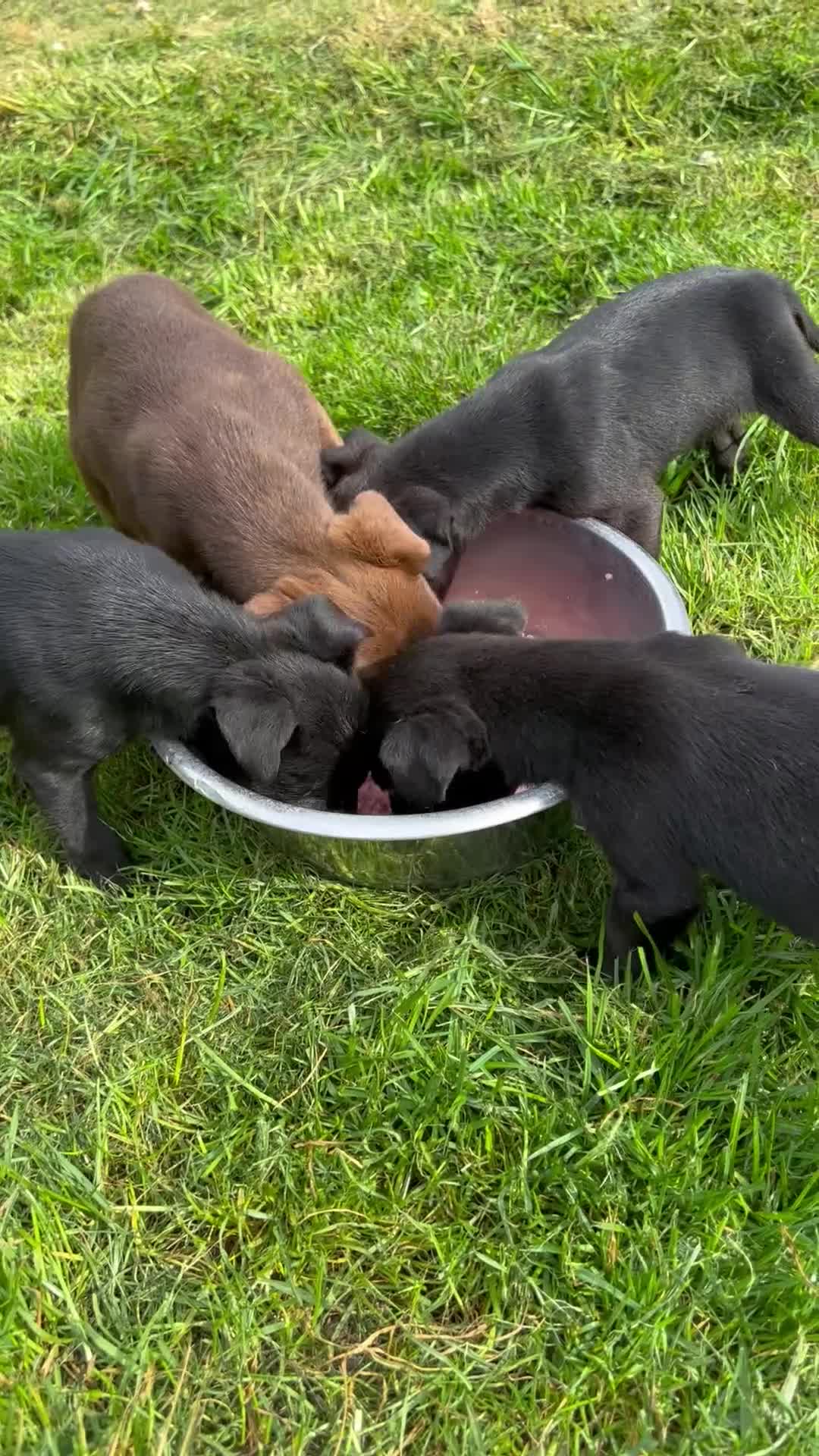 Patterdale Terrier dogs for sale: Patterdale Terriers  - Video 1