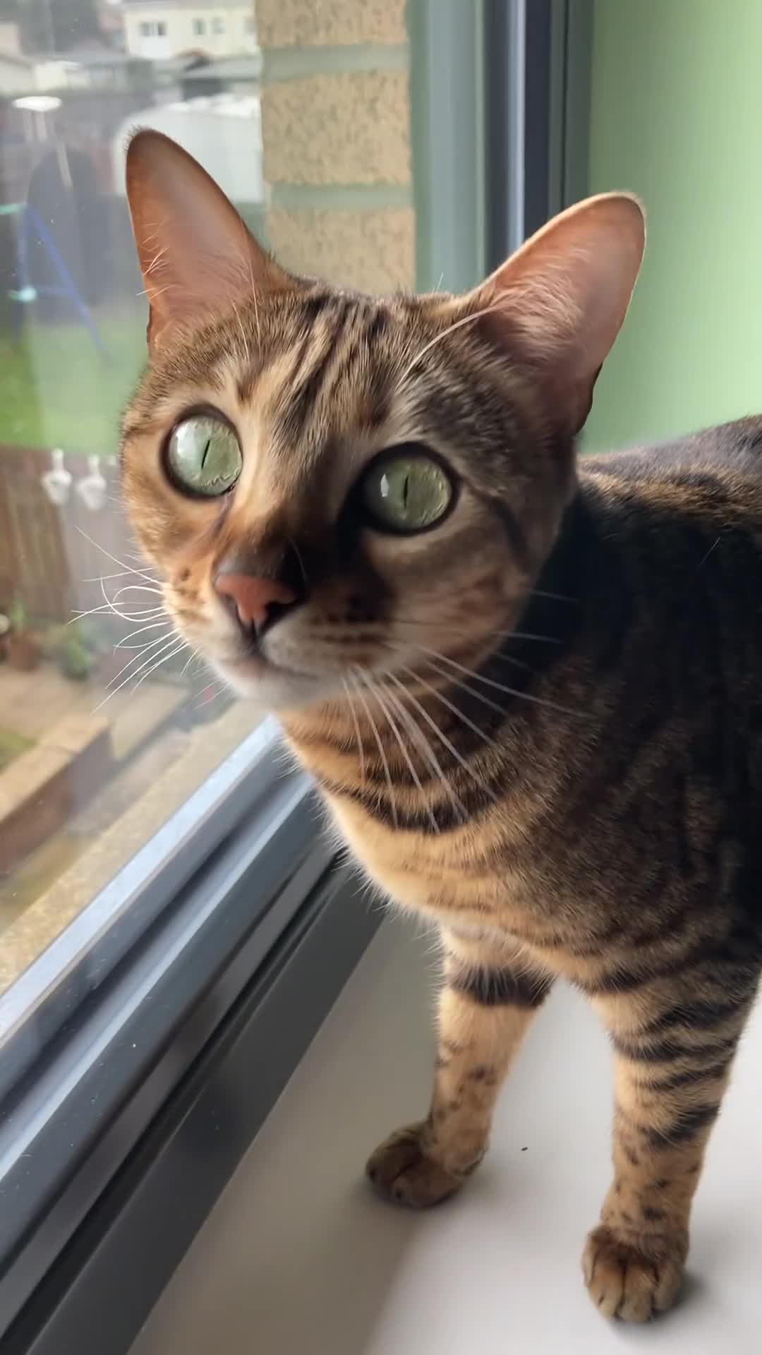 Bengal cats for sale: Bengal cat for sale in Paisley - Video 2