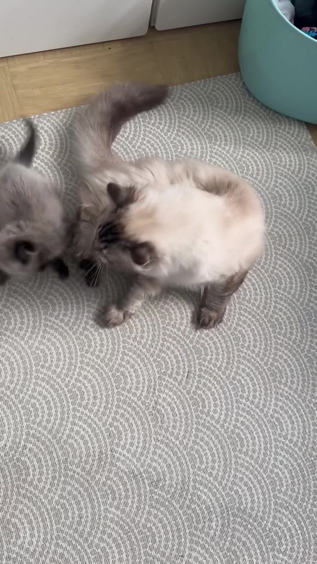 Ragdoll cats for sale: Last boy available  - Video 2
